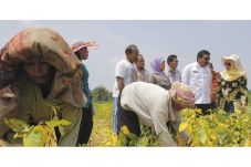 Petani Kedelai Risau...