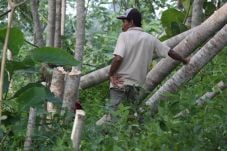 Puluhan Oknum TNI Diduga...