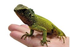 Tiga Spesies Baru Godzilla...