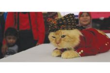 Kucing Pun Terlihat...