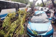 Jalanan Banjir dan Pohon...