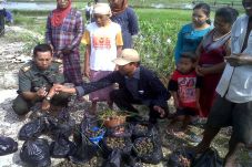 Diserang Hama Keong...