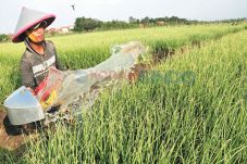Harga Melonjak, Bibit...