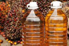 RSPO-WWF Telusuri Minyak...