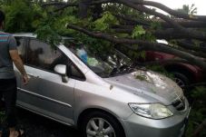 Tujuh Mobil Rusak Tertimpa...