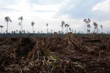 Makin Kritis, Deforestasi...