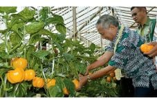 Batang Siap Ekspor Paprika