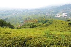 Kawasan Puncak yang...
