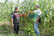 Hama Mobi Serang Jagung...
