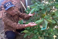 Buah Jeruk Berbentuk...
