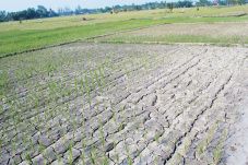 Ribuan Hektare Sawah...