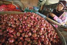 Bawang Merah Tembus...