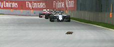 Kemenangan Hamilton...