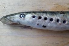 Mendadak Muncul, Ikan...