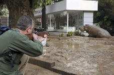Banjir, Banyak Binatang...
