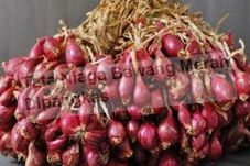 Tata Niaga Bawang Merah...