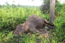 Gajah Binaan WWF di...