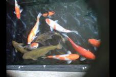 Diselamatkan oleh Ikan