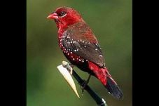 Menguasai Bahasa Burung