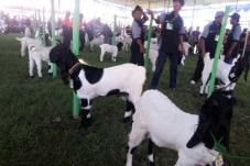 Mimpi Menjual Kambing