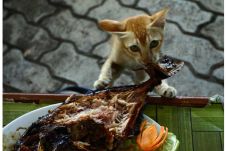 Ikan dan Kucing