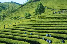 Pesona Perkebunan Teh...