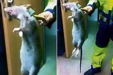 Tikus Monster Hebohkan...