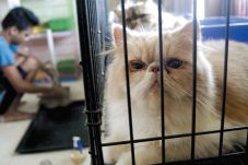 Jasa Penitipan Kucing...
