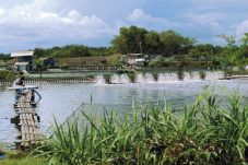 Relokasi Tambak Udang...
