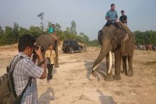 Gawat! Gajah Liar Masuki...