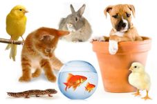 Indo Pet Expo 2015 Digelar...