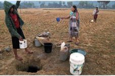 1.185 Hektare Sawah...
