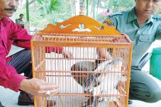 Dua Anak Elang Diamankan