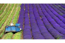 Wow! Perkebunan Lavender...