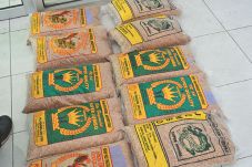 Bibit Padi Diduga Palsu...