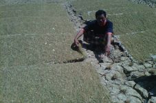 Merugi, Petani Tembakau...