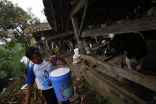 Penampungan Sapi Digerebek,...