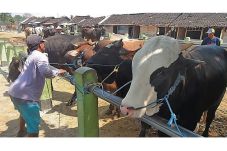 Jatim Larang Sapi Dijual...