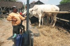 Sapi Lokal Bojonegoro...