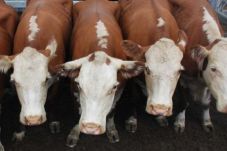 Mendag: Izin Impor Sapi...