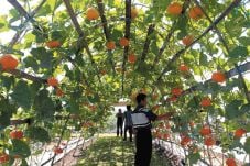 Life Science for Indonesia