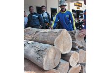 40 Batang Kayu Jati...