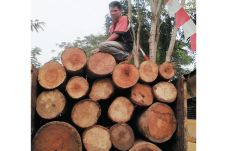 Dua Truk Bawa Kayu Ilegal...
