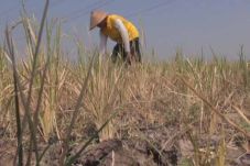 Puluhan Hektare Sawah...