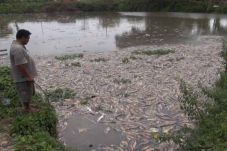 Ribuan Ikan di Jombang...