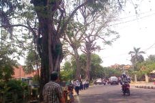 Warga Khawatir Pohon...