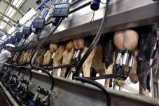 Industri Pengolahan...