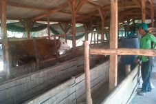 Jual Hewan Kurban Dilarang...