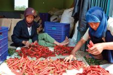 Biaya Pemeliharaan Tanaman...