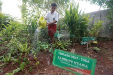 Sekolah Hijau di Jakarta...